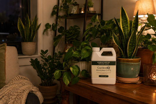 Keeping Houseplants Lively in Low-Light Rooms
